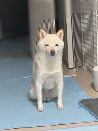 座っている白柴ワンコ
