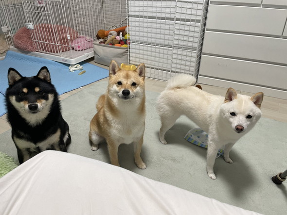 見つめる柴ワンコたち