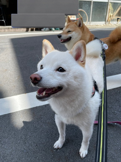 笑顔の白柴ワンコ