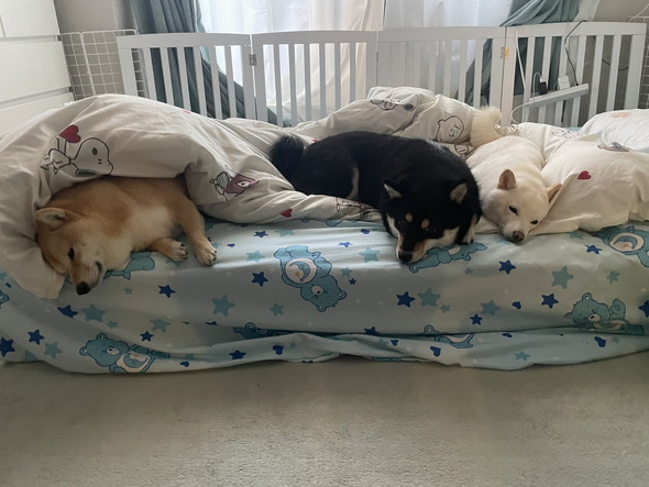 並んで寝ている柴ワンコたち