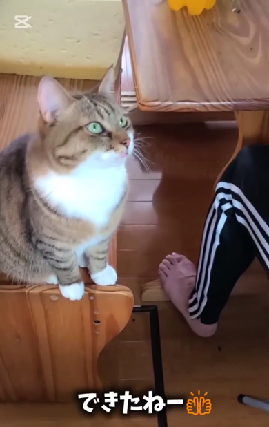 次男に優しくできた猫