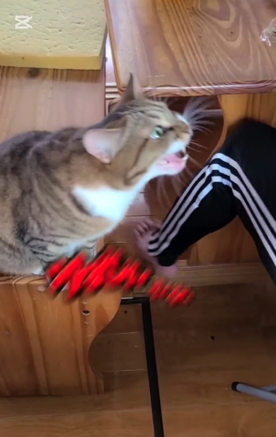 我慢の限界を超えてガチギレをする猫