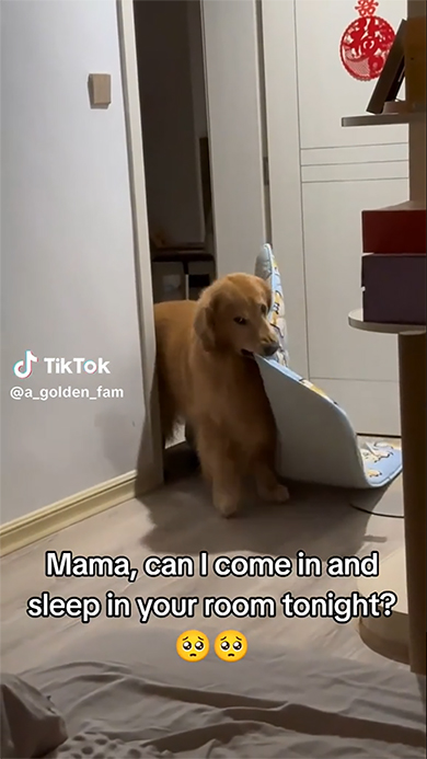 ドアの向こうから布団をくわえて現れる犬