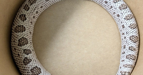 いらすとやのウロボロス