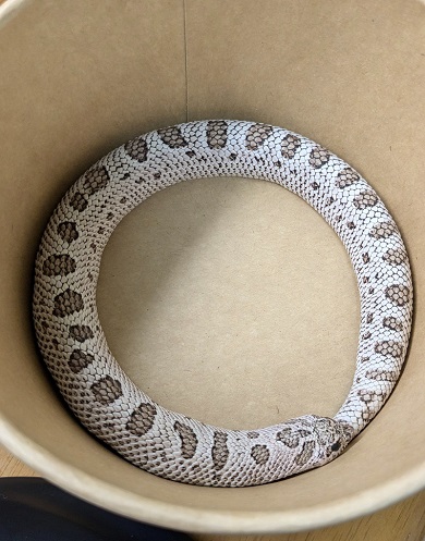 ウロボロスのように体を丸めたセイブシシバナヘビ