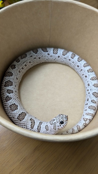 ウロボロスのように体を丸めたセイブシシバナヘビの顔