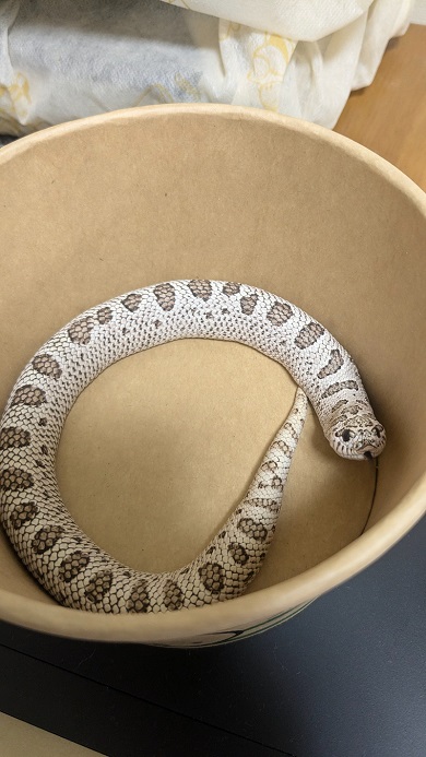 ウロボロスのように体を丸めるのに失敗したセイブシシバナヘビ