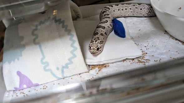 飼い主が手縫いした布団の上に乗るセイブシシバナヘビ