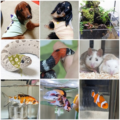 飼い主がまとめた一緒に暮らしている動物たちの写真
