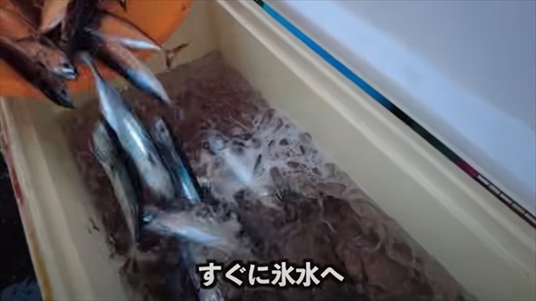 地元漁師の船に乗って海に出たら