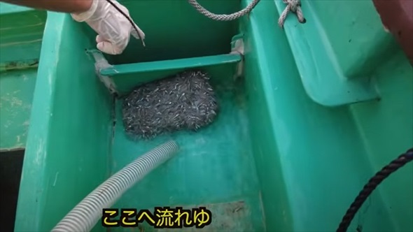 地元漁師の船に乗って海に出たら