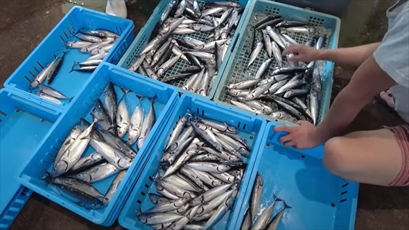 地元漁師の船に乗って海に出たら