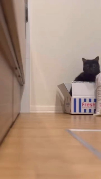 段ボールの中にいる黒猫ちゃん