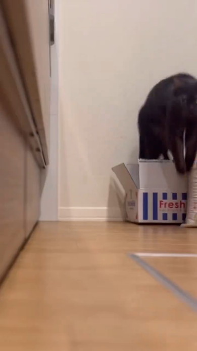 段ボールから飛び出る黒猫ちゃん