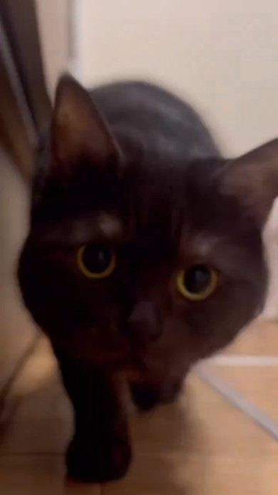 近寄ってくる黒猫ちゃん