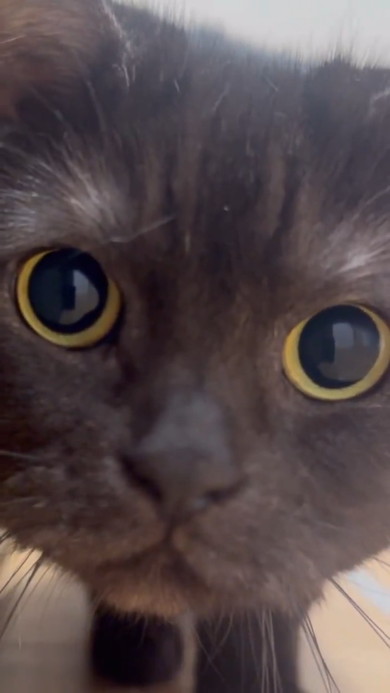 近寄ってくる黒猫ちゃん