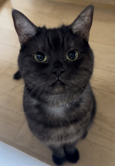 見上げる黒猫ちゃん