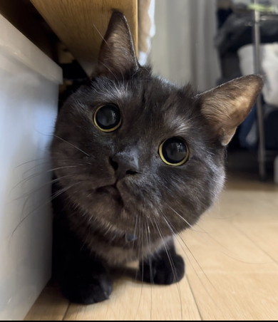 見つめてくる黒猫ちゃん
