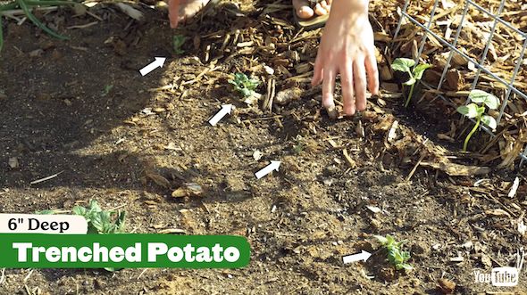 7通りのジャガイモ栽培法