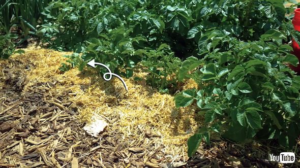 7通りのジャガイモ栽培法