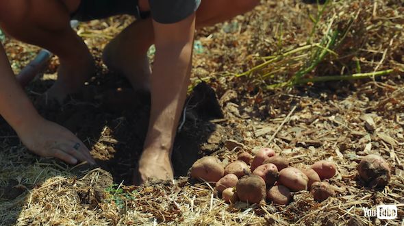 7通りのジャガイモ栽培法