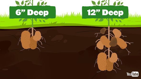 7通りのジャガイモ栽培法