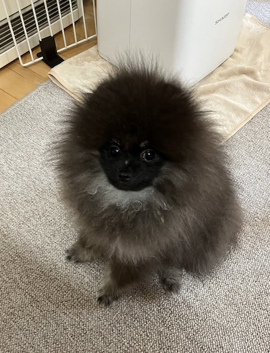 ボンボンちゃん