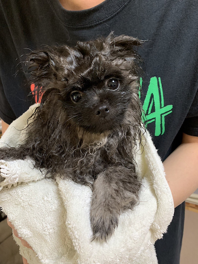 ボンボンちゃん