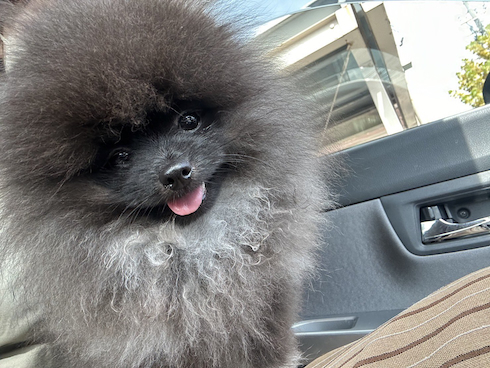 ボンボンちゃん