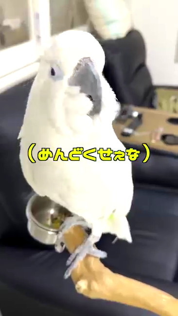 めんどくせえな