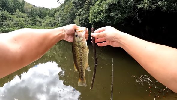 疑似餌の巨大なワームよりも小さいバスが釣れた
