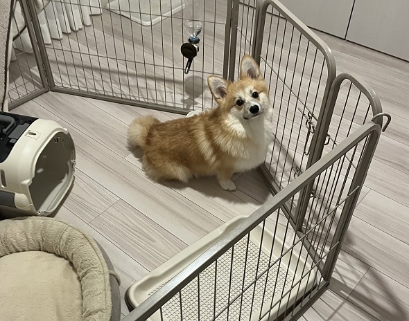 扉を開けてもらうまで一切動かない飼い犬