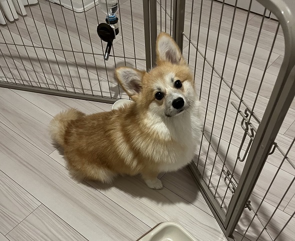 扉を開けてもらうまで一切動かない飼い犬