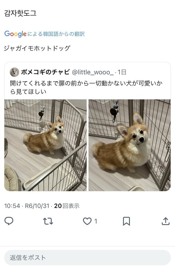 韓国人からかわいい呼び名を付けてもらった飼い犬