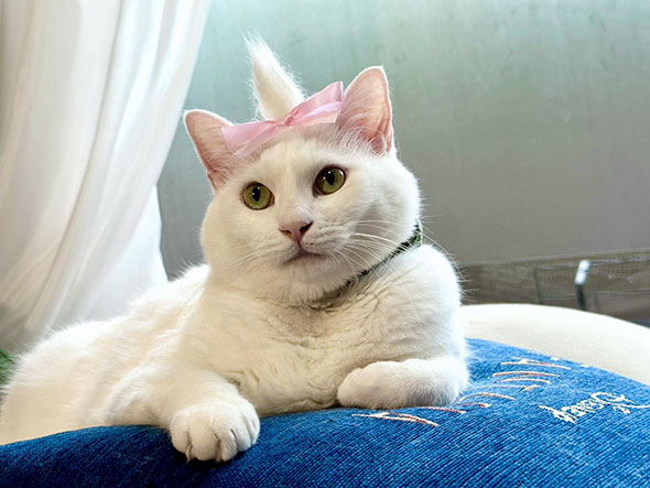 マリーコスプレの白猫（2）