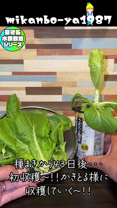 種まきから43日後収穫後