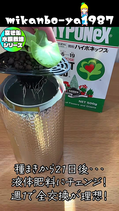 種まきから21日後