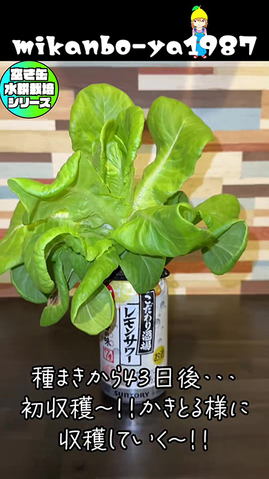 種まきから43日後収穫前