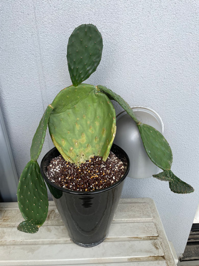 人間のような形をしたサボテン