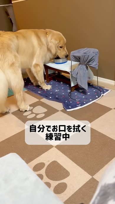水の飲むワンコ