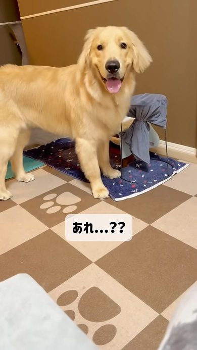口を拭くのを忘れるワンコ
