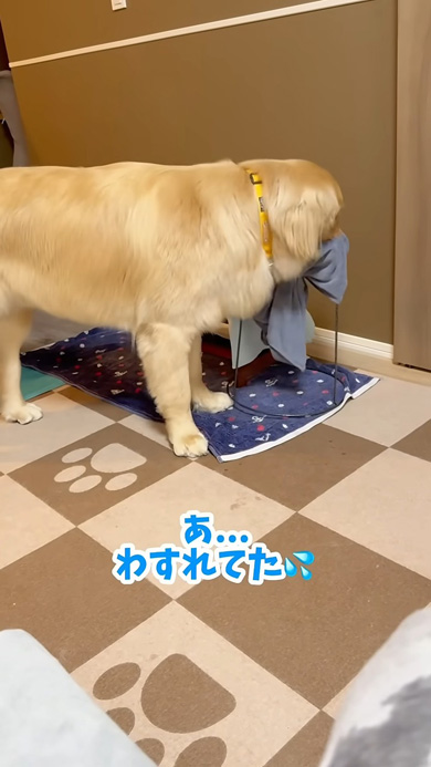 思い出すワンコ