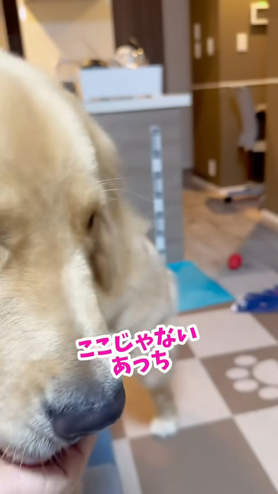 飼い主の手で口を拭くワンコ