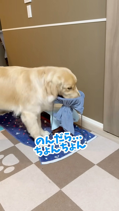 口を拭くワンコ