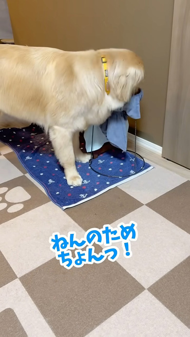 念入りに拭くワンコ