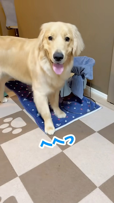 笑顔を見せるワンコ