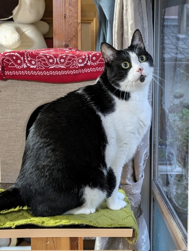 空から見守るハチワレ猫ダイヤ