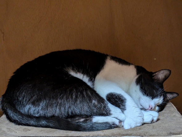 空から見守るハチワレ猫ダイヤ