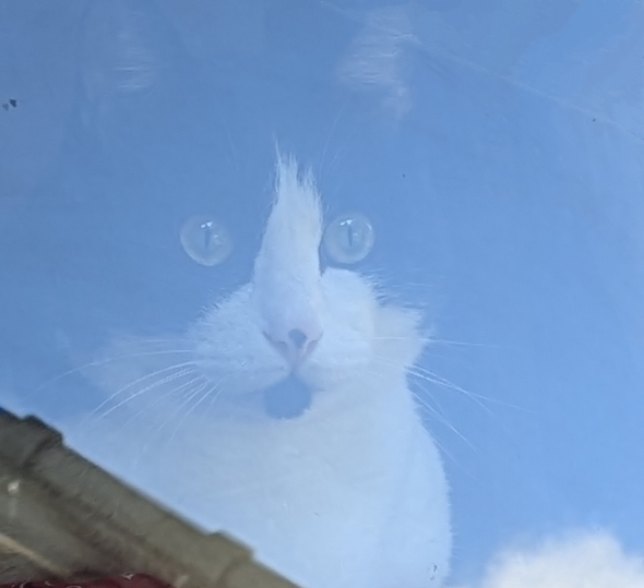 空から見守るハチワレ猫ダイヤ