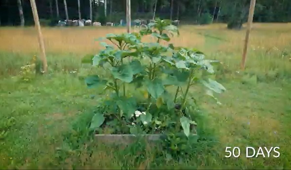 ひまわりタイムラプス02